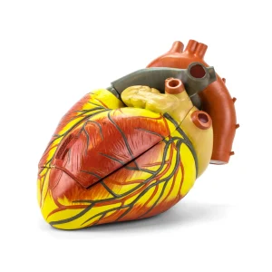 SKU: MG22272  Heart Model, 3X Enlarged