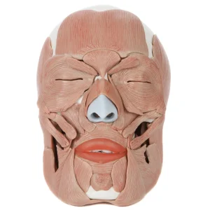 SKU: MG22294  Skull with Facial Muscles Model