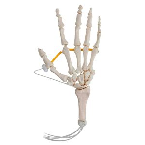 SKU: MG8509 Hand Skeletal Model, Nylon Chord