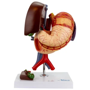 SKU: MG23161  Stomach Model, 6 Parts