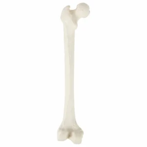 SKU: MG23399  Femur Model