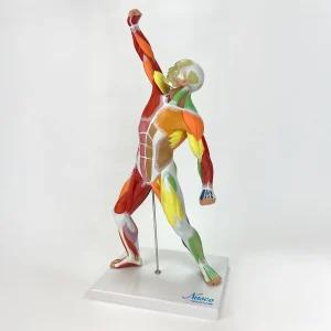 SKU: MG23420  Muscular Figure Didactic Model, 1/4 Life-Size