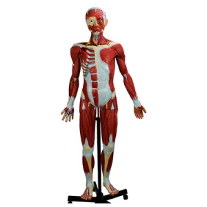 SKU: MG23423  Muscular Figure Model, 3/4 Life-Size, 32 Parts