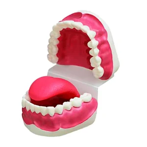 SKU: MG23876  Dental Care Model
