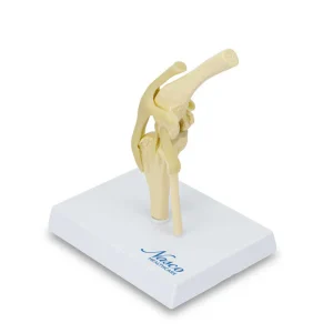 SKU: MG24031  Canine Knee Model