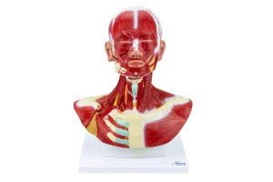 SKU: MG29873  Head and Neck Muscles Model