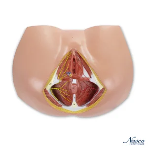 SKU: MG30414 Female Perineum Model
