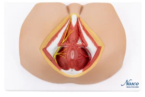 SKU: MG30415 Male Perineum Model