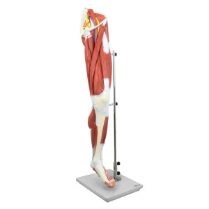 SKU: MG30417 Leg Muscle Model, Detachable, 13 Parts