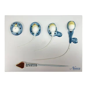 SKU: MG30750 Spermatogenesis Evolution Process Model, 10,000X Enlarged