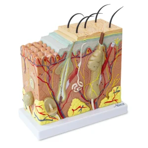 SKU: MG31095  Skin Section Model, 50X Enlarged