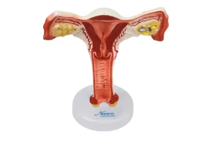 SKU: MG31101  Female Reproductive Organ Section, 1.5X Enlarged