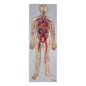 SKU: MG31304  Circulatory System Model, Half Life Size