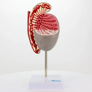 SKU: MG31912  Testicle Model, 3.5X Enlarged