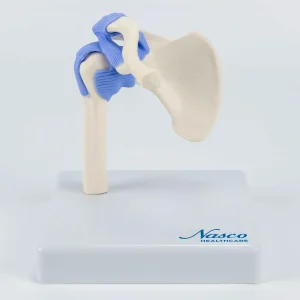 SKU: MG34876  Mini Shoulder Joint Model, Half Size