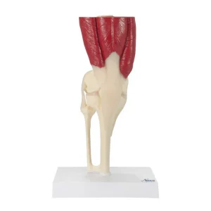 SKU: MG34917  Knee with Muscles Model