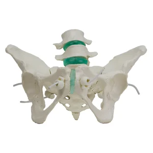 SKU: MG34927 Flexible Female Pelvic Skeleton with Lumbar Vertebrae Model