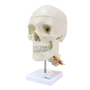 SKU: MG7387 Classic Skull Mounted on Cervical Spine Model