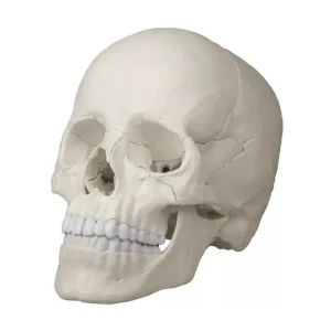 SKU: MG7389 Anatomical Skull Model, 22-Parts