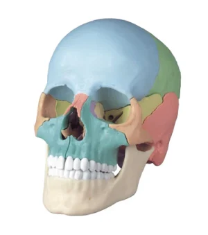 SKU: MG7390 Didactic Skull Model, 22 Parts