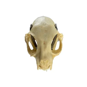 SKU: MG7391 Feline Skull Model