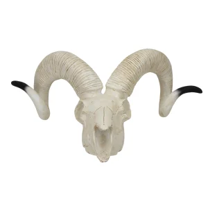 SKU: MG7393 Sheep Skull Model