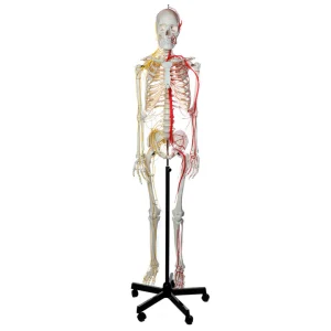 SKU: MG8508 Neurovascular Skeleton, Mounted