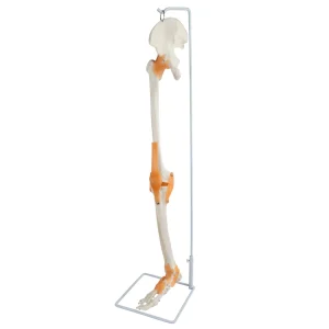 SKU: MG8510 Skeletal Leg with Legaments, Hip Bone, & Foot, Wire Mounted