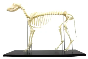 SKU: MG8512 Canine Skeleton