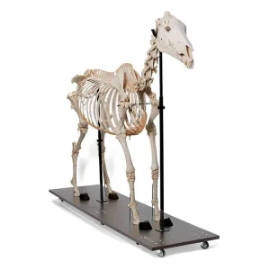 SKU: MG8513 Equine Skeleton