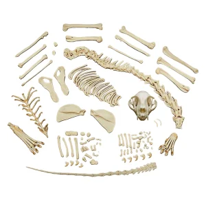 SKU: MG8514 Feline Skeleton, Disarticulated