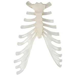 SKU: MG8627 Disarticulated Ribs, Single Side, Set of 12