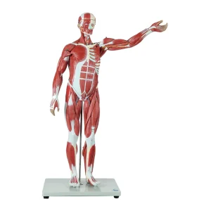 SKU: MG8999 Muscular Figure Model, 1/2 Size