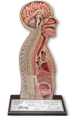 Nasogastric Intubation Model