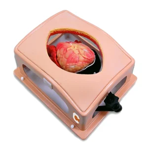 Heart Case Trainer