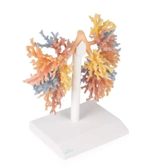 Bronchial Tree