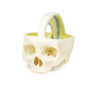 Dural Skull