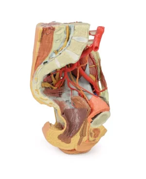 Female left pelvis and proximal thigh