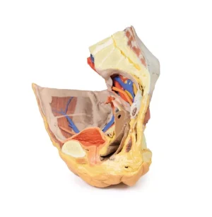 Female right pelvis superficial and deep structures