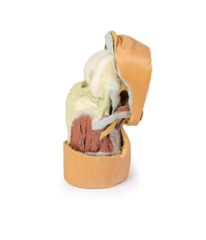 Flexed knee joint deep dissection