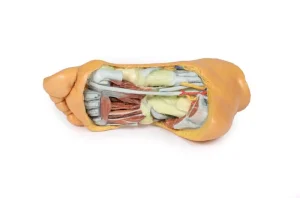 Foot - Deep plantar structures