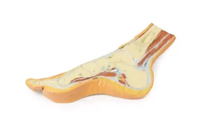 Foot - Parasagittal cross-section