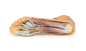 Foot - Plantar surface & superficial dissection on the dorsum