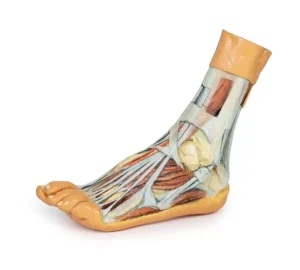 Foot - Superficial and deep dissection of distal leg and foot
