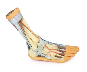 Foot - Superficial and deep structures of the distal leg and foot
