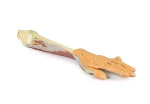 Forearm and hand - deep dissection