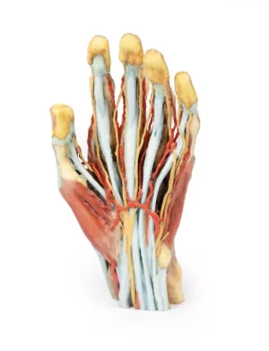 Hand