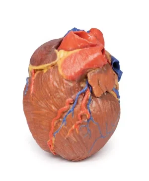 Heart