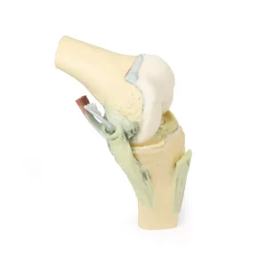 Knee Joint, flexed