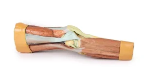 Lower Limb Musculature